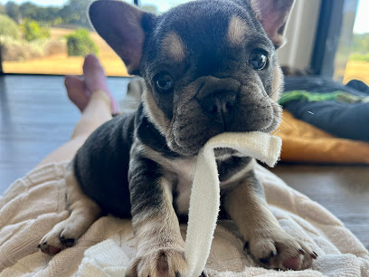 Teppertown French Bulldogs