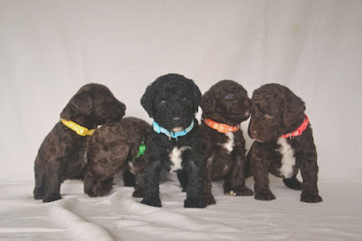 Charlie and Co Oodles and Dog Holidays