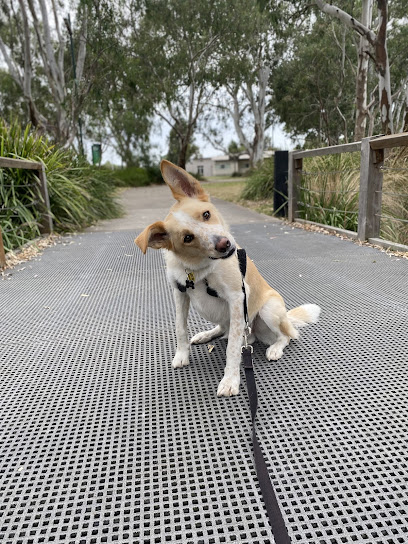 Best Behaved Dog Training
