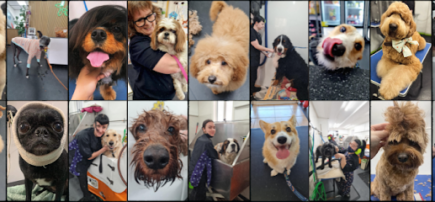 Doggy Dooz Dog Grooming