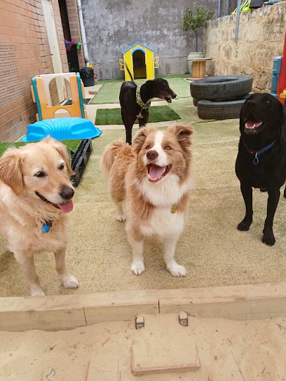 Wagz Doggy Daycare & Grooming