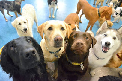 Doghouse Daycare and Grooming
