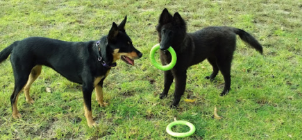 Dog Training Help