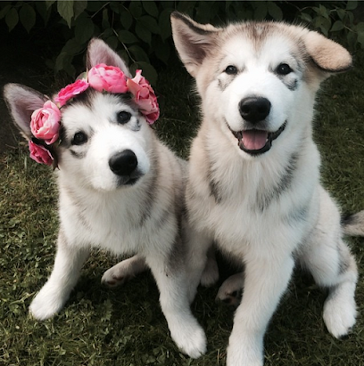 Secret Dogs Business