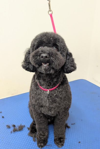 Cheeky Smile dog grooming
