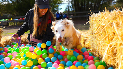 Thrive Canine