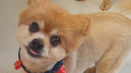 Classic K9 Dog Grooming