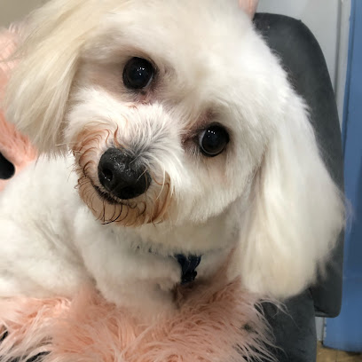 Professional Canine Stylists