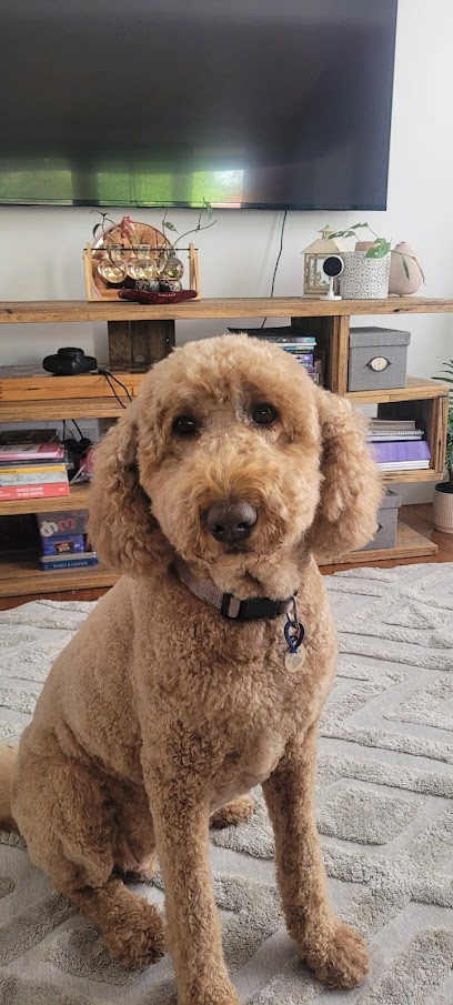 Dingo’s Den Dog Grooming