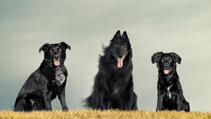 Pet Pursuits Dog Training