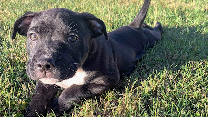 Gisborne Boarding Kennels & Cattery Pet Transport