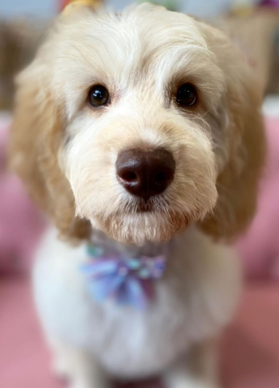 Groom-me by Lisa-Marie