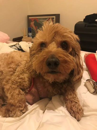 Dogs Bed and Breakfast Melbourne