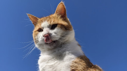 Purrf Cat Grooming