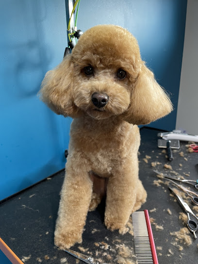 Grooming Dog