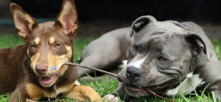 Next Level Dog Training