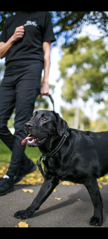 The Dog Training Co