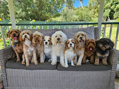 Precious Pawz Dog Grooming