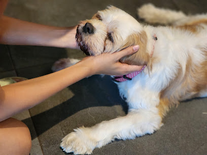 Foo of Love Dog Day Care Walking Pet Sitting Boarding Willetton Perth