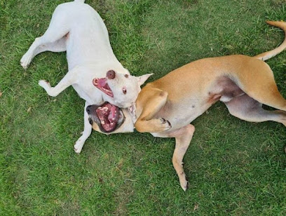 K9 Rescue Group