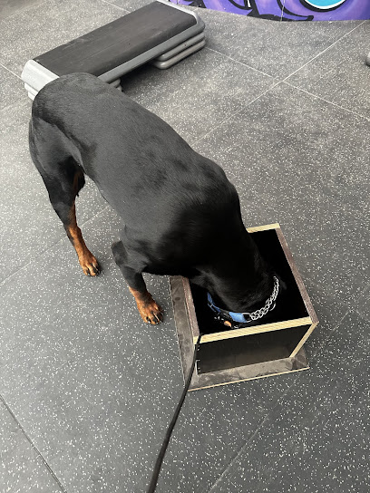 Equipped K9