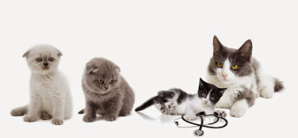 Perth Cat Hospital