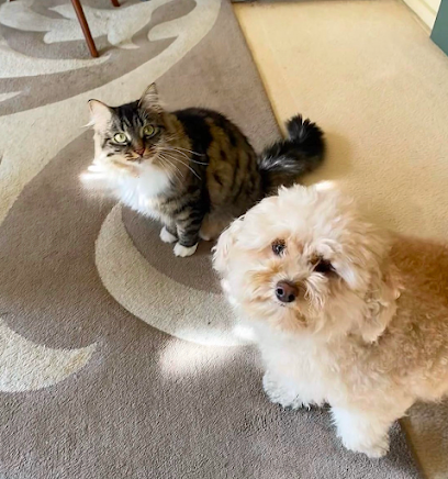 Fluffy Friends Petsitting