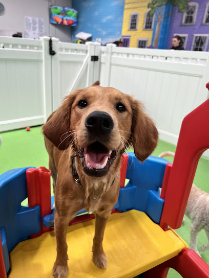 The Dog Dazzlers