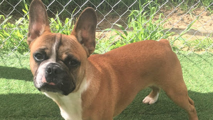 Tralinka French Bulldogs