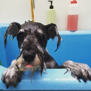 Local Dog Groomers