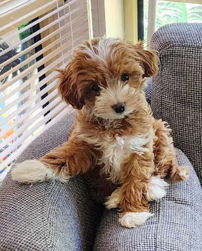 Pitter Patter Cavoodles