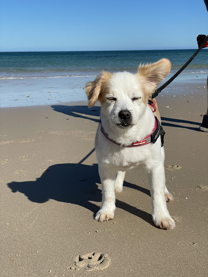 Peaceful Passings – Home Euthanasia Vet