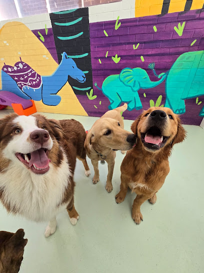 Urban Hounds Dog Daycare
