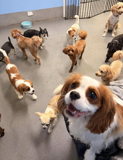 Yappy Days Doggy Daycare