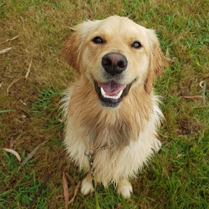 Yarra Valley Pet Resort