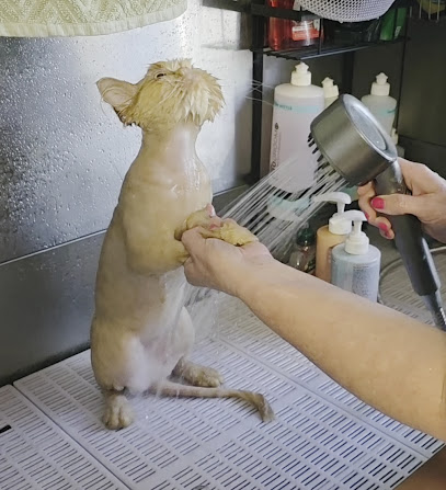 Kylies Cat Grooming Services
