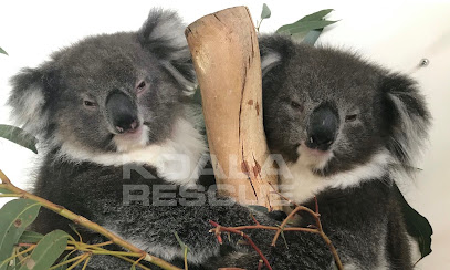 KOALA RESCUE