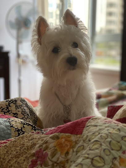 Clippers Expert Hair Care for Pets