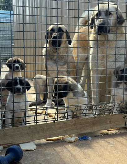 Kangal Breeder – Torongo Victoria Melbourne