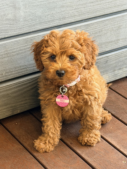 Homestead Puppies – Dog Breeder Cavoodle Moodle