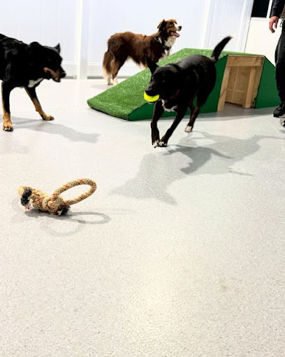 Holly’s Doggy Daycare
