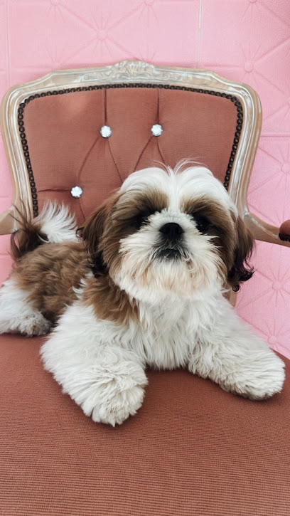 Beverlyhills Pup Glam