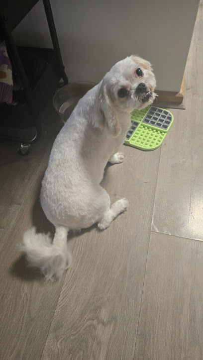 Cliff’s Big Red Dog Grooming