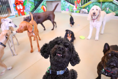 Dogs HQ – Abbotsford
