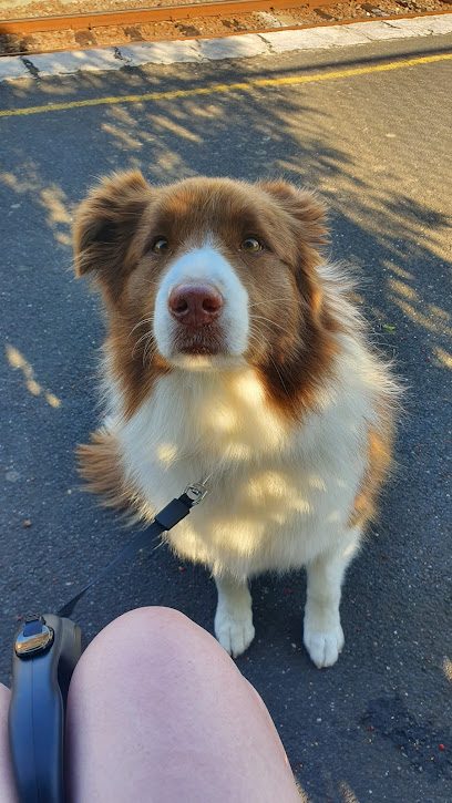Big And Small Dog Grooming