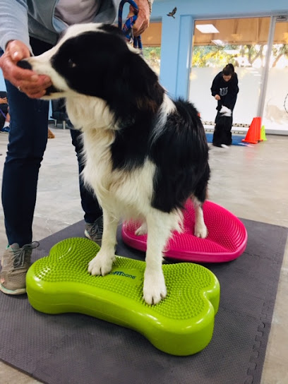 K9 Dynamics
