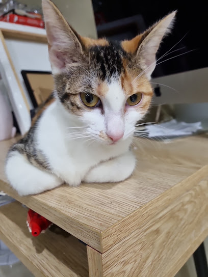 Meow and Friends Community Vet Clinic