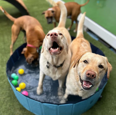 Woofers Dog Lounge