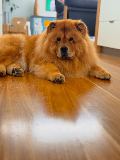 Dog & Groom