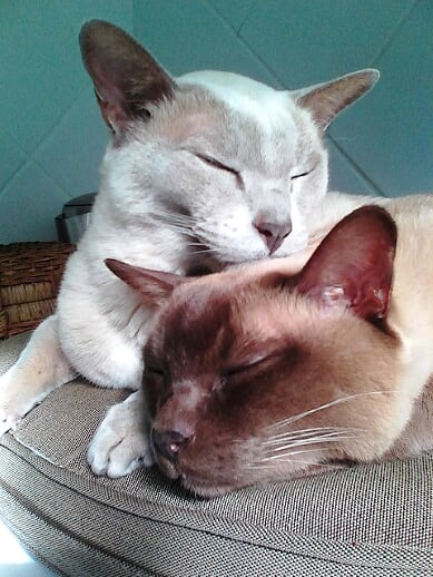 Allpet House Sitters